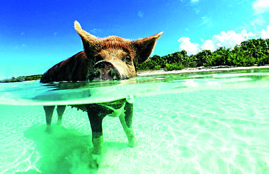 florida, bahamas & karibik