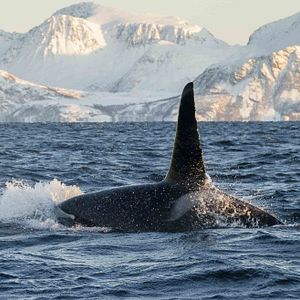 Lofoten Nordlicht Polarlicht Hamnoy