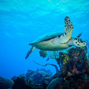 Meeresschildkröte in Cozumel 