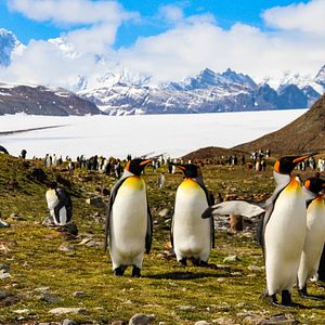 Königspinguine, Fortuna Bay, South Georgia, Antarktis