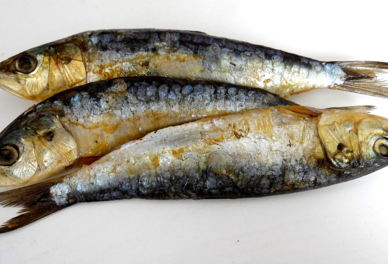 Hering - ein beliebter Speisefisch 