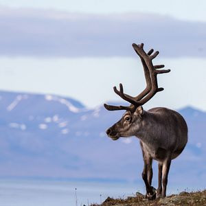 Rentier Spitzbergen