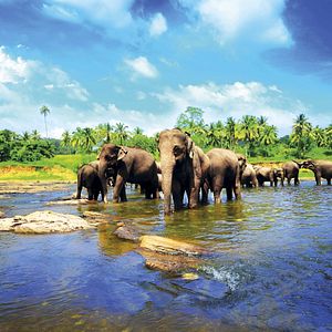 Elefanten in Sri Lanka