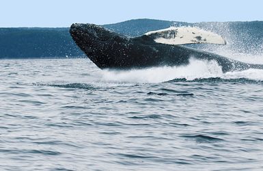 Buckelwal ragt aus dem Wasser