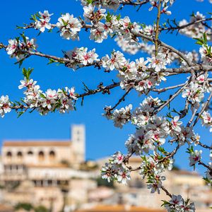 Mallorca Mandelblüte