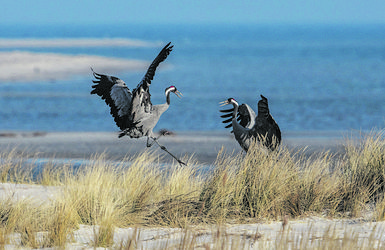 Zur Kranichsaison an die Ostsee
