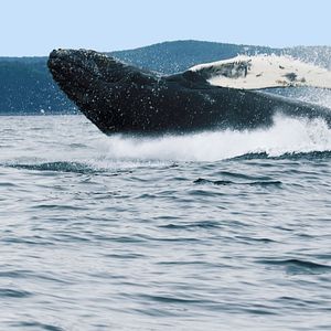 Buckelwal in Neufundland