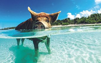 florida, bahamas & karibik