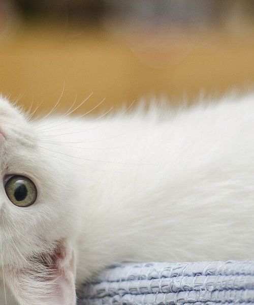 Die Katzeninseln in Japan