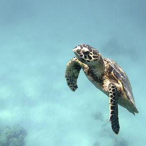 AIDAstella