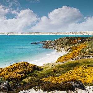 Die MS Roald Amundsen mit Adélie Pinguinen © Ted Gatlin