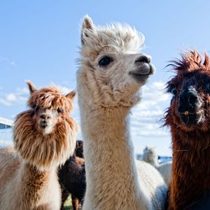 Alpaca Peru 