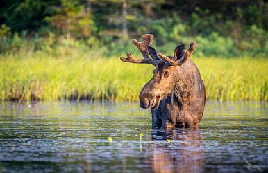 norwegens küsten und spitzbergen