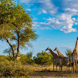 Afrika Löwen Safari