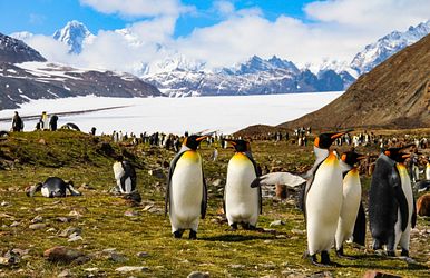 pinguine auf kreuzfahrt entdecken