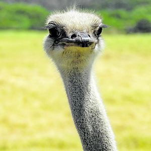 Kruger Nationalpark_AdobeStock_143578121_© UTOPIA_mio