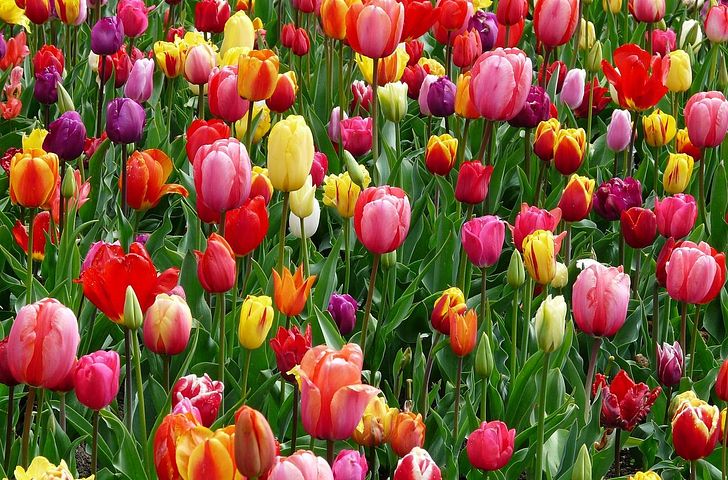 Impression zu A-ROSA Frühlingsspecial 2027 - Rhein Erlebnis und Meer