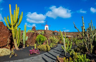 Lanzarote mit Blick auf den Kaktusgarten 
