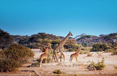 wildes südafrika und orient