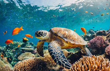 weltreise-kreuzfahrt