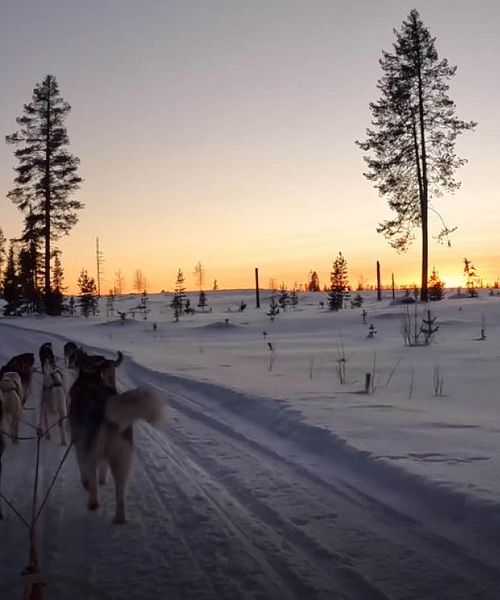 Schwedisch Lappland Hundeschlitten