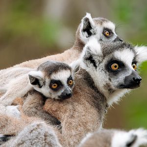 Lemuren auf Madagaskar