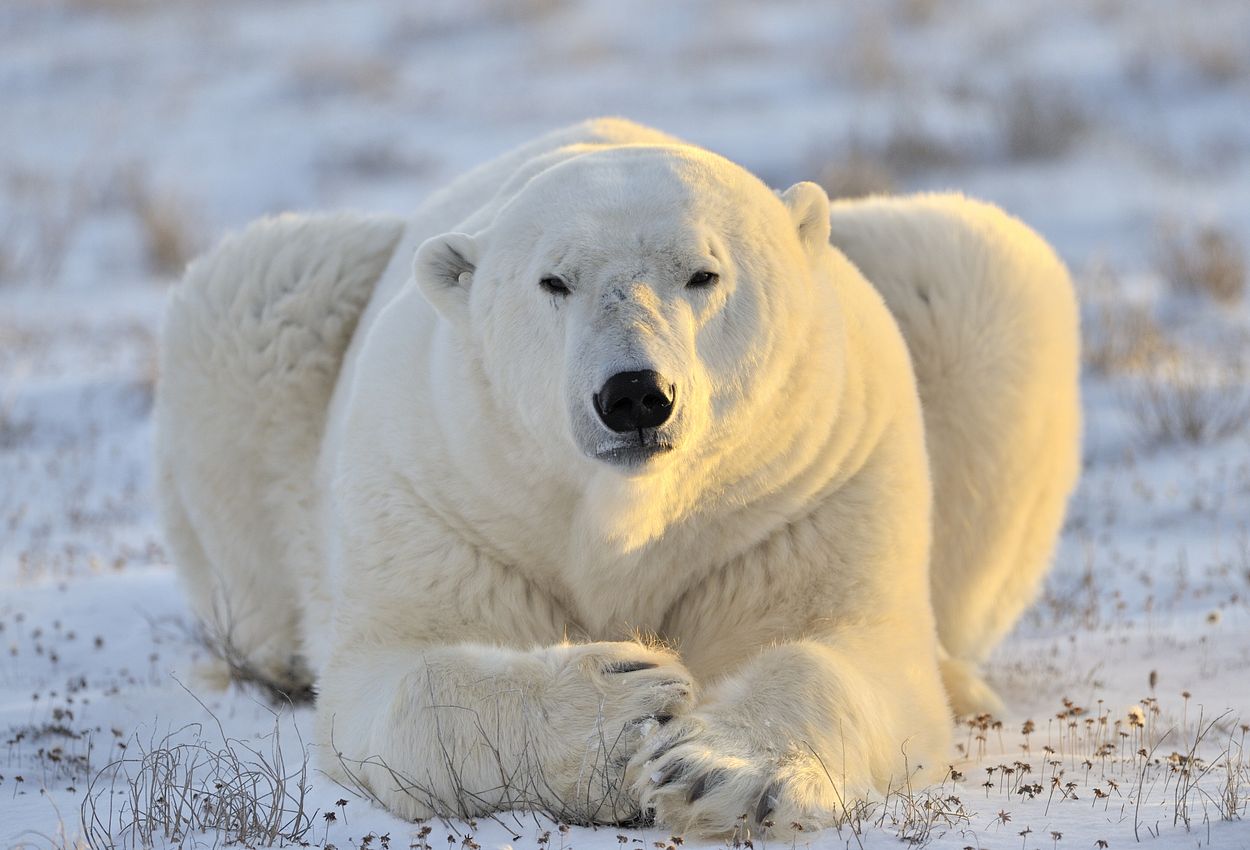Eisbär