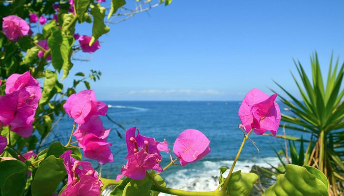 Kanaren Blumen