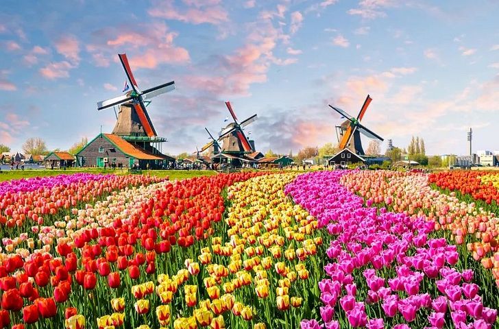 Impression zu VIVA Tulpenbluete - VIVA MOMENTS - Bunte Farbenpracht