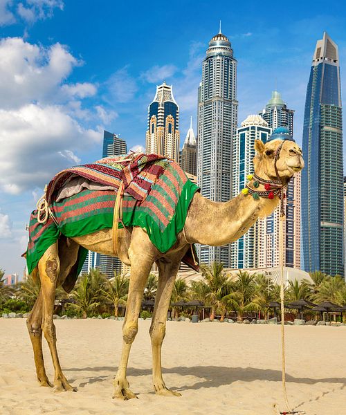 Skyline Dubai Kamel
