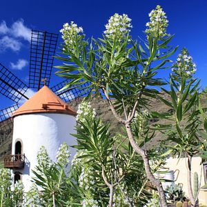 Walvis-Bay_Flamingos_AdobeStock_290265124 © JUAN CARLOS MUNOZ_abo