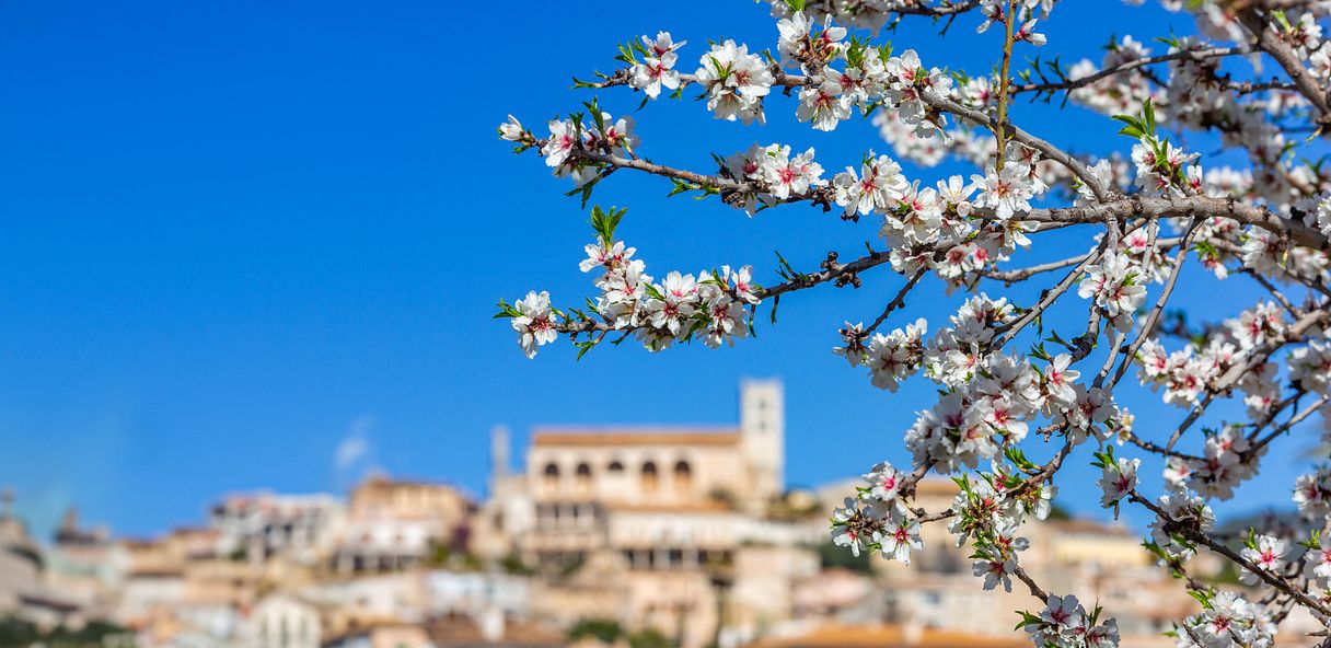 Q:\Destinationen\Spanien\Balearen\Mallorca\Mandelblüte\MAllorca_Mandelblüte_AdobeStock_252139005©ladistock_abo_erw.jpg