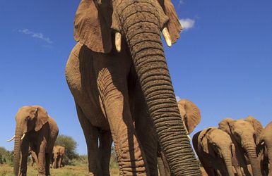 Q:\Destinationen\Botswana\AdobeStock_175209694 © Richard Carey.jpeg