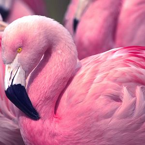 Flamingo_AdobeStock_73127660 ©  Jeff McGraw_abo
