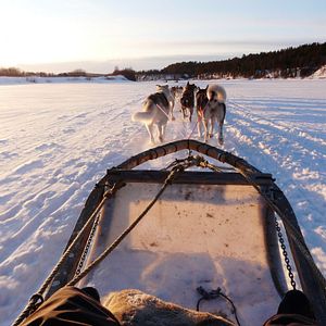Lappland Schlittenhunde