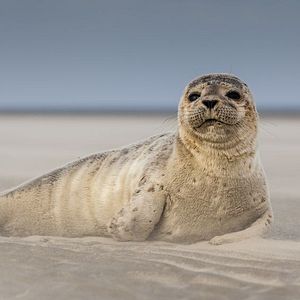 Robbe Strand Nordsee