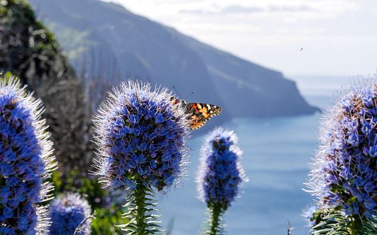 naturschätze der kanaren und madeira