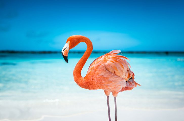 Impression zu AIDA Angebot der Woche - AIDAperla - Feiertagsreise Karibische Inseln ab Aruba