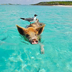 Bahamas Strand