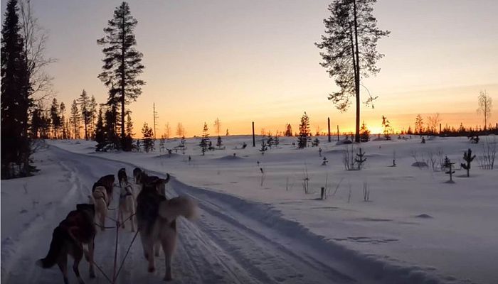 Schwedisch Lappland Hundeschlitten