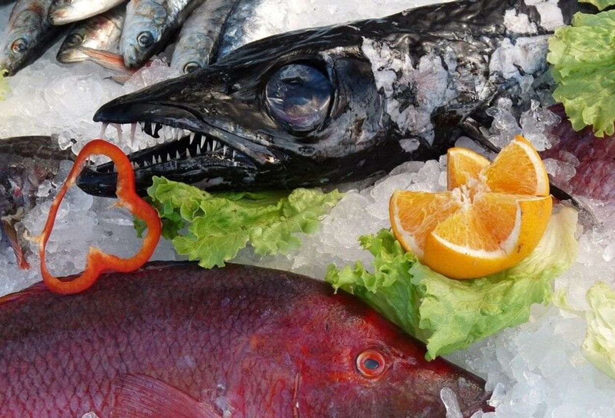 Schwarzer Degenfisch, Madeira