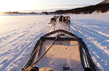 Schlittenfahrt mit Hunden Lappland