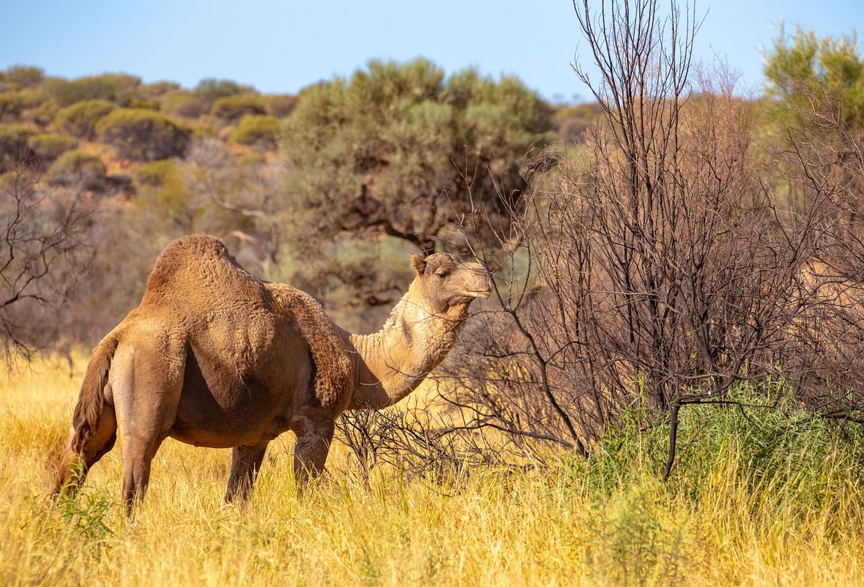 Ein Dromedar in Australien