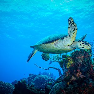 Meeresschildkröte in Cozumel 