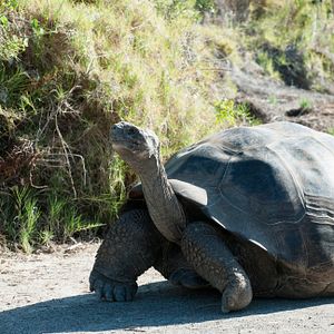 Celebrity Galapagos