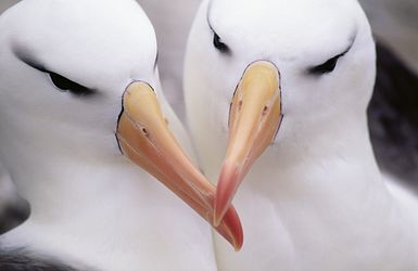 Expeditionsreise Antarktis, Falklandinseln und Südgeorgien