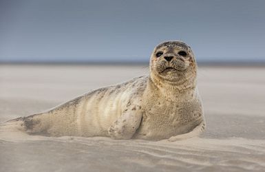 Eine Robbe guckt neugierig der Kamera entgegen
