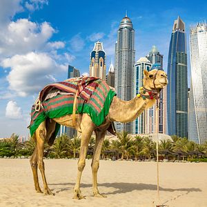 Skyline Dubai Kamel
