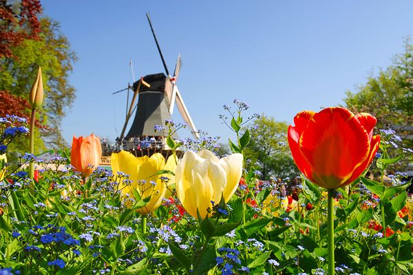 Q:\Destinationen\Niederlande\Keukenhof\Keukenhof_AdobeStock_14920059©dzain.jpeg