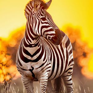 Kruger Nationalpark_AdobeStock_143578121_© UTOPIA_mio